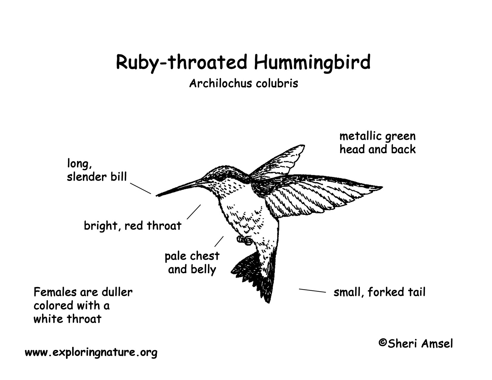 Hummingbird Label