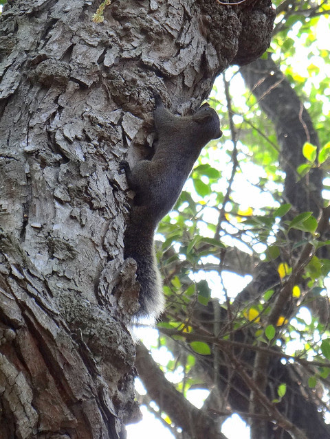 鳳頭蒼鷹/無限台南