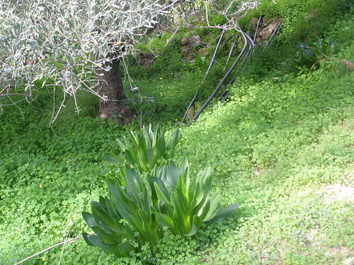 askeletoura squill greek new year