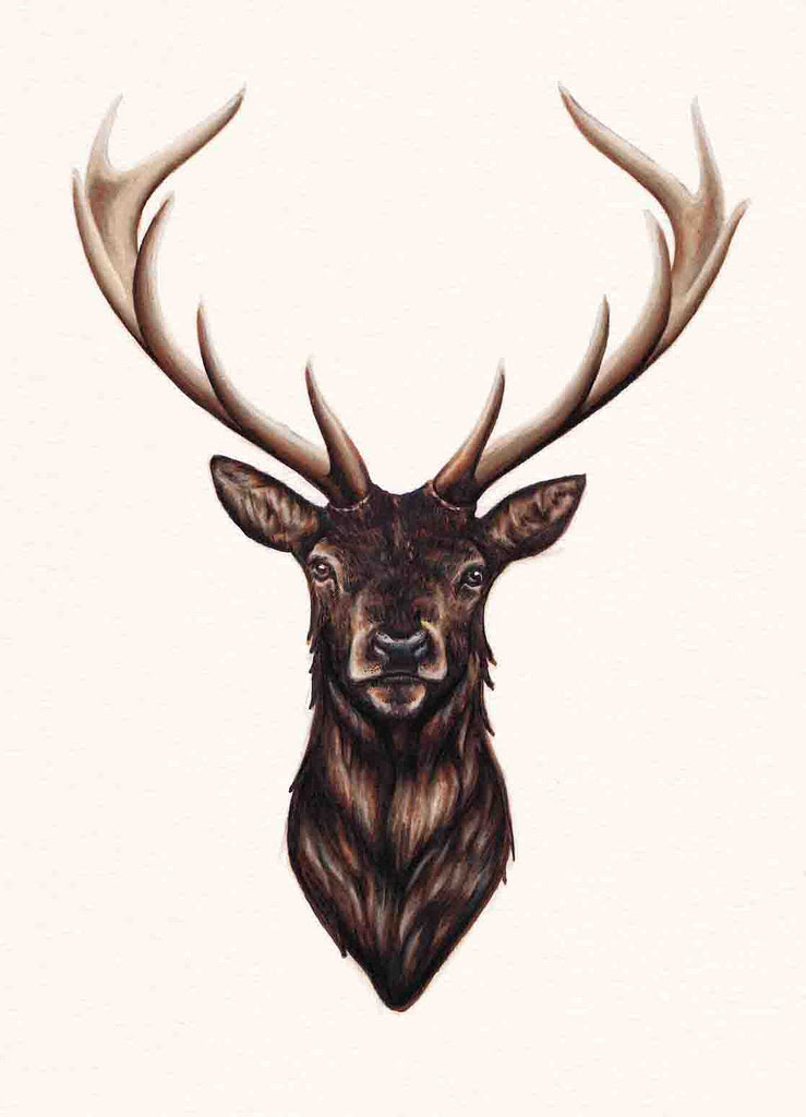 How To Draw An Elk Face
