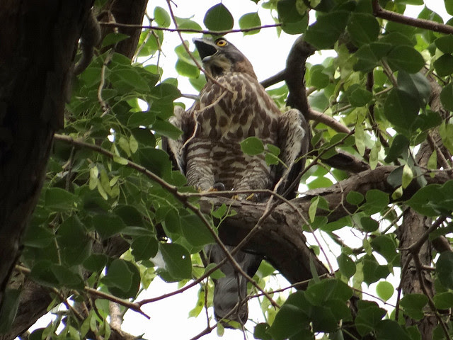 鳳頭蒼鷹/無限台南