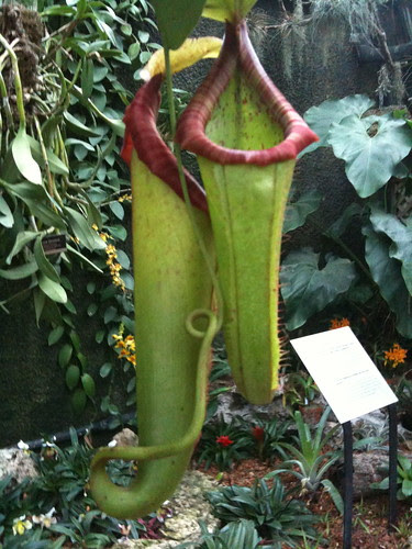 Pitcher plant