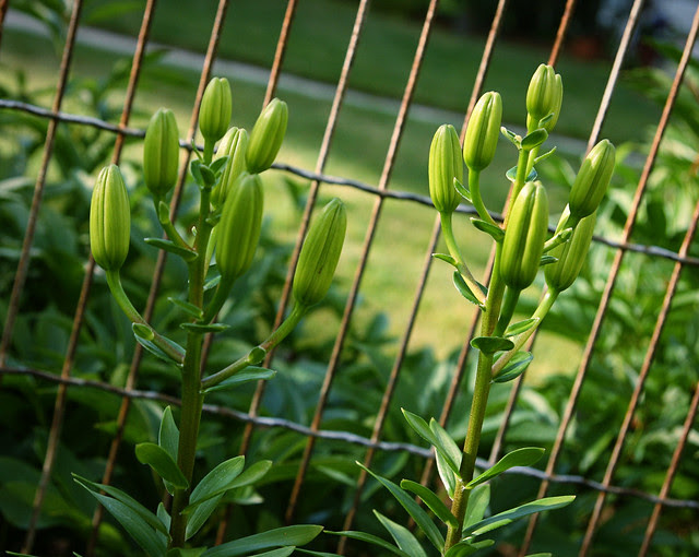 lillys_north