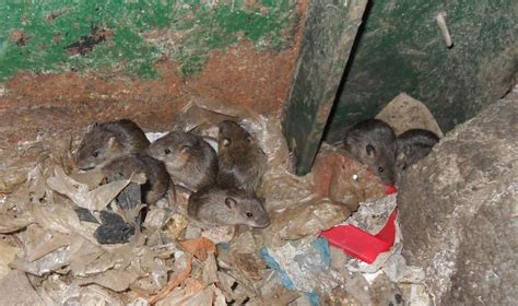 Best Way To Get Rid Of Rats In Garage 2017 2018 Best Cars Reviews Best Way To Get Rid Of Rats In Garage 2017 2018 Best Cars Reviews