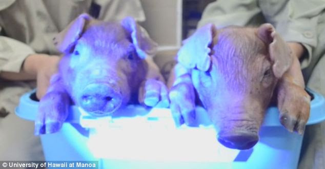 The piglets were born earlier this year and acquired their bizarre ability to glow under 'black' light after their embryos were injected with the DNA of a jellyfish