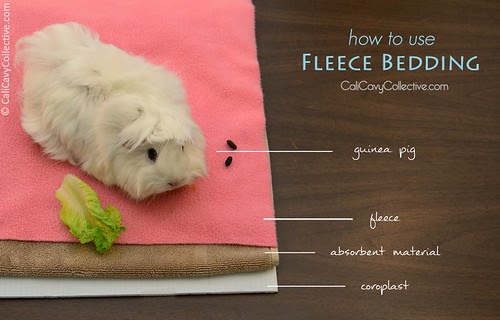Cali Cavy Collective: a blog about all things guinea pig: How Fleece