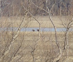 Two juv bald eagles