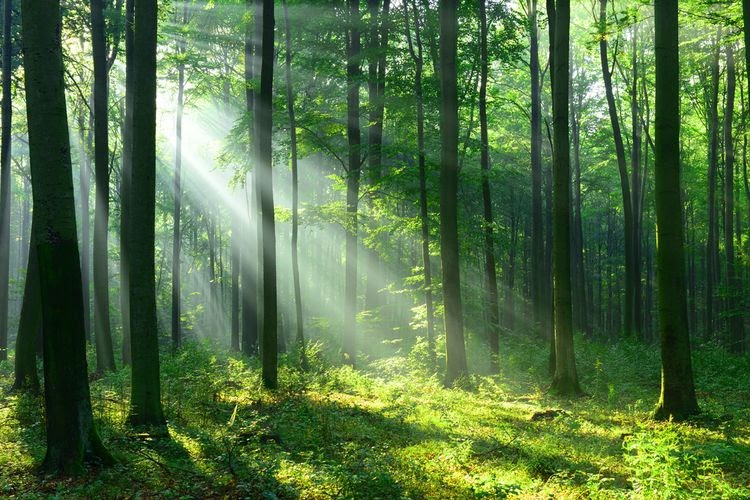 Baru 30++ Gambar Hutan Dalam Kartun Miki Kartun