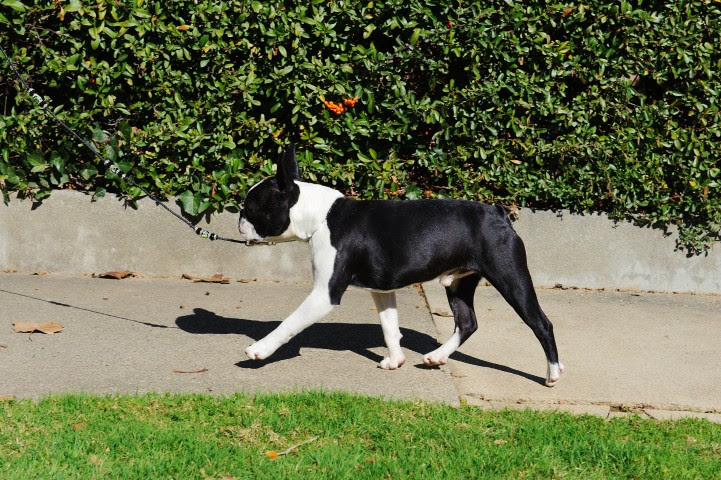 Boston Terrier Rescue Northern California