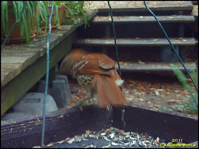 Brown Thrasher Brown Thrasher