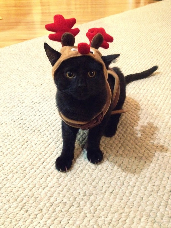 Teddy, the red nosed reindeer.