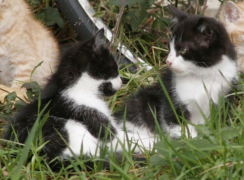 2 Tuxedo Kitten Friends