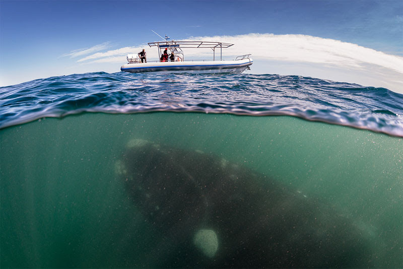 hofman_right_whale_over_under_boat