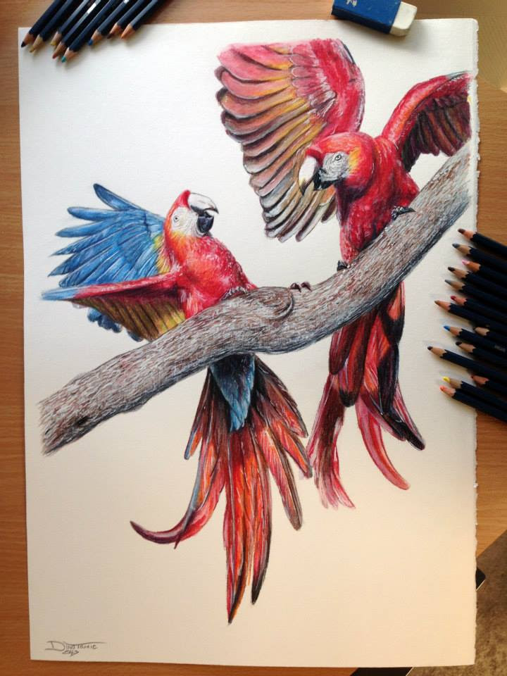 Meilleur Looking For Dessin Realiste Couleur Animaux