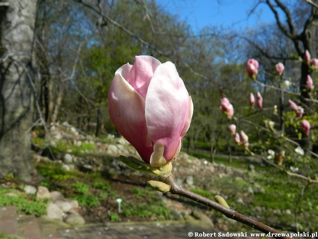 Magnolia pośrednia Lennei Magnolia pośrednia Lennei