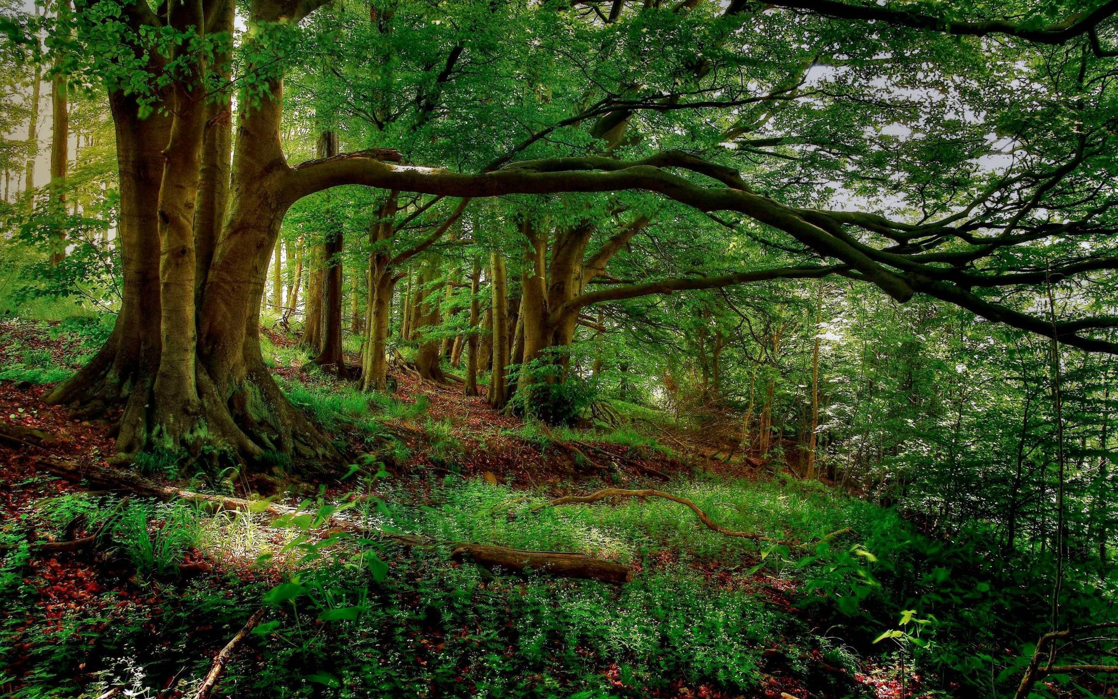 Forest Wallpaper