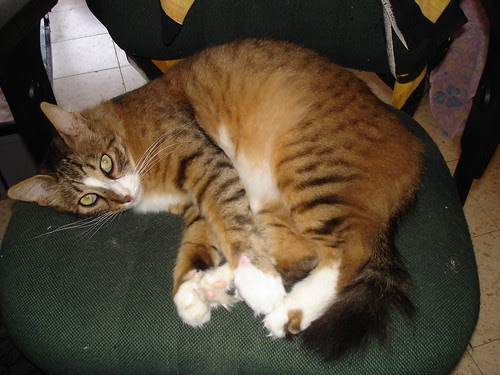 Kitten on his chair