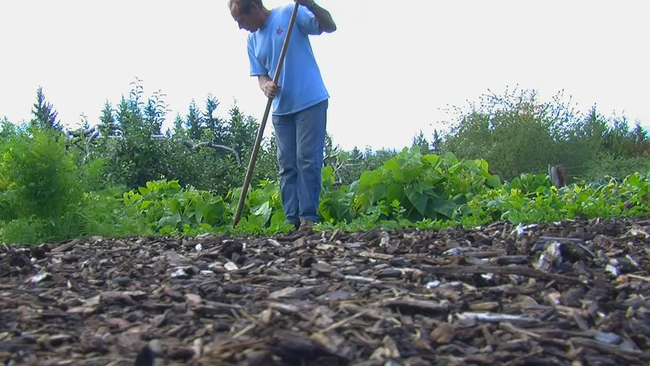 Back To Eden Gardening Method / 16 Back To Eden Gardening Method Ideas
