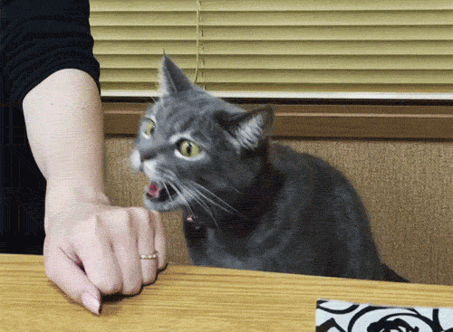 GIF | PETIT CHAT - Photos de chats !