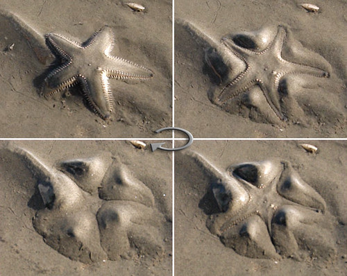 Hiding Starfish