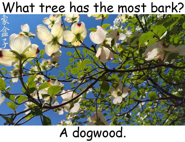 dogwood 四照花 bark 樹皮 吠叫