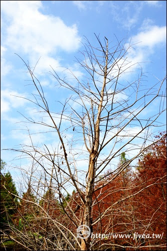 落羽松林 霧峰落羽松