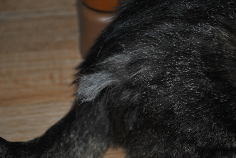 matted fur on tabby cat.
