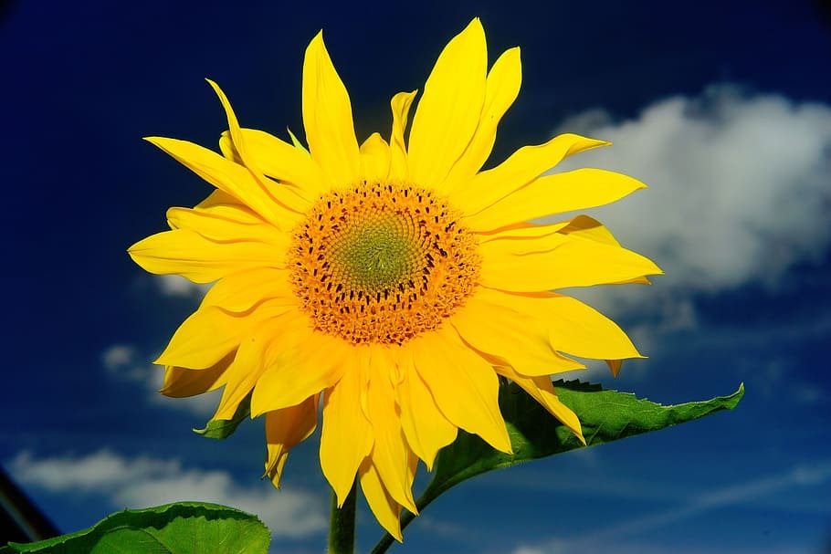 24+ Sunflower And Roses Iphone Wallpaper - Bizt Wallpaper