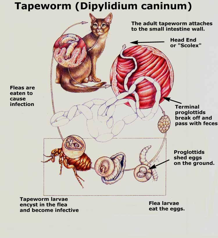 Ubat Cacing Untuk Anak Kucing - Lamaran R