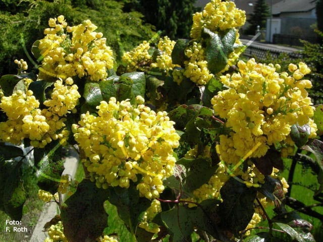 Irmgard & Franz Roth Media Gelbe Blüten im Frühling, blaue Beeren im