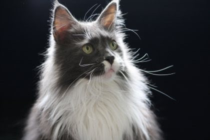 Maine Coon cat Zak