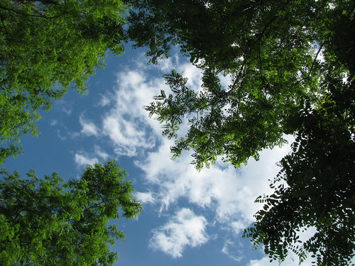 sky n trees
