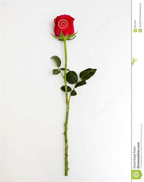 Rose Stock Images Image: 5057594 Rose Stock Images Image: 5057594