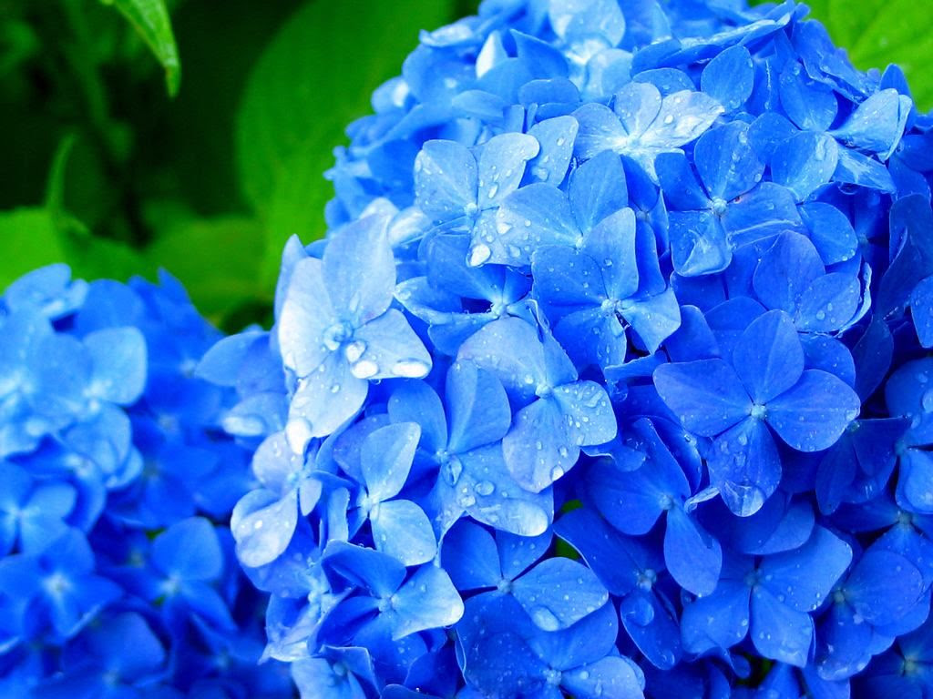 デスクトップ壁紙 19x1080 紫陽花 壁紙 Pc Sikatbabatkkvv