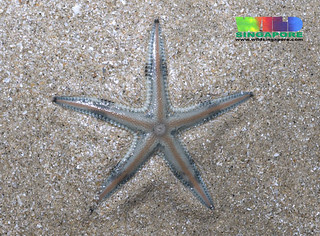 Painted sand star (Astropecten sp.)