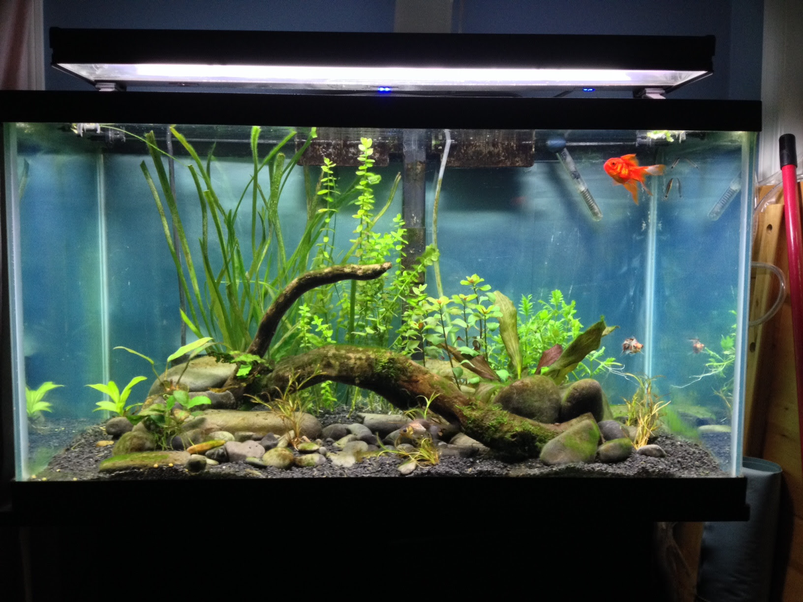10 Gallon Planted Tank Ideas