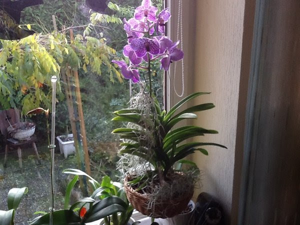 Vanda Orchidee Im Glas Pflege