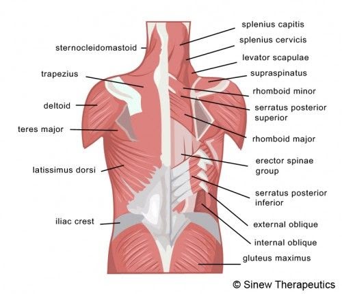 Diagram Of Female Lower Back Muscles - Back Muscle Chart Haval : Within