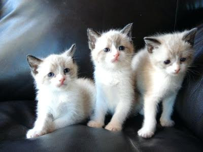 31+ Gambar Wallpaper Anak Kucing Cute - Richi Wallpaper