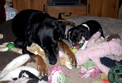Lola_bdayCow_7411i_Rosie