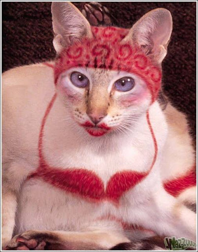 Chat maquiller