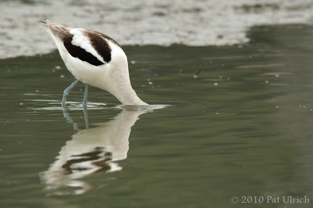Avocet with head underwater - Pat Ulrich Wildlife Photography