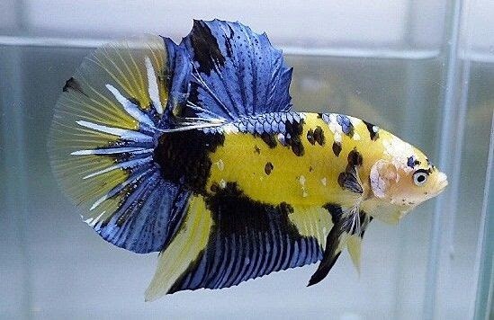Terbaik Cupang Blue Galaxy Aneka Ikan Cupang