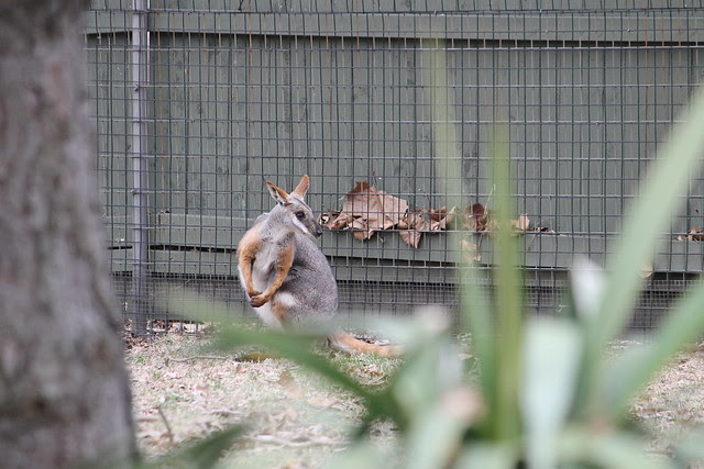 Rock Wallaby