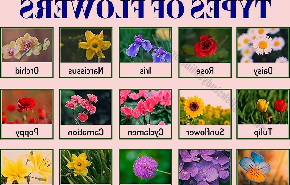 All Flower Names List - Best Flower Wallpaper