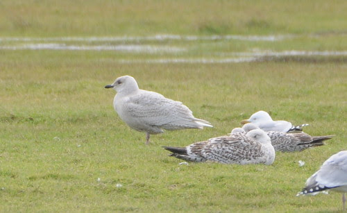 iceland gull2