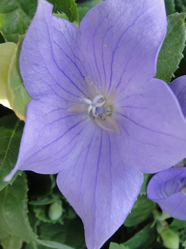春 紫 花 5枚 Hana