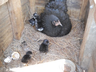 New Chicks 2012 Sixth Hatching