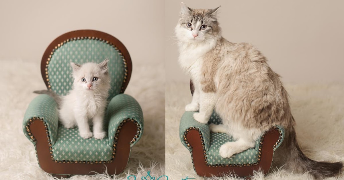 кресло для кота