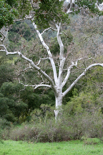 Platanus racemosa